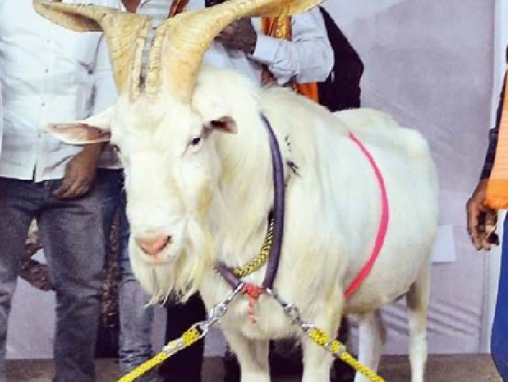 स्वित्झर्लंडमधील 20 लाखांचा बोकड संभाजीनगरात:  दिवसाला पितो 3 लिटर दूध; आहार मका, गव्हाचा – Chhatrapati Sambhajinagar News