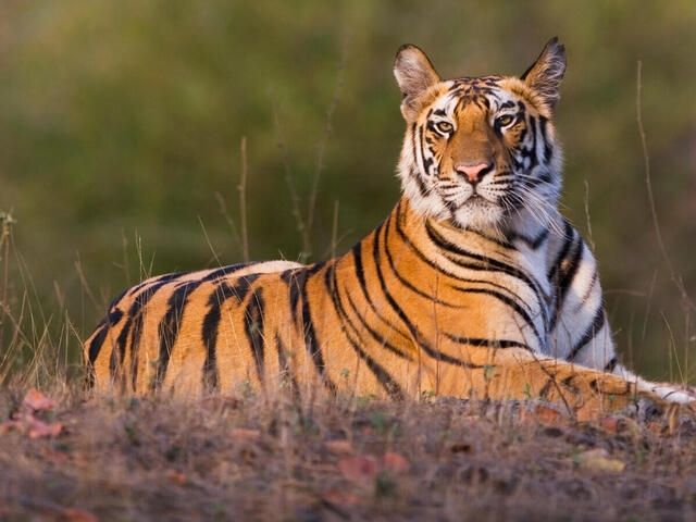 Wildlife deaths increase in Maharashtra Nagpur News | महाराष्ट्रातील वन्यजीव संकटात: ५ वर्षांत १६८ वाघ आणि ८०८ बिबट्यांचा मृत्यू; नैसर्गिक कारणे आणि शिकार प्रमुख – Nagpur News