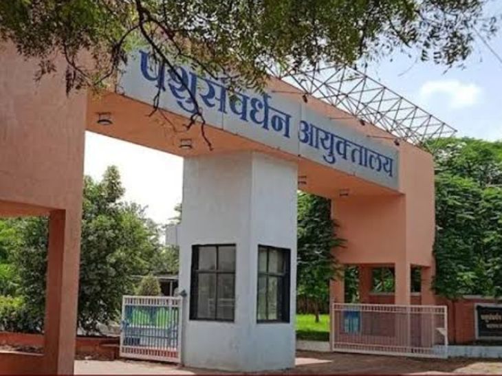 खडकवासला प्रदेशातील पोल्ट्रीमध्ये कॅम्पिलोबॅक्टर बॅक्टेरिया. खडकवासला प्रदेशातील चिकन पक्ष्यांमध्ये बॅक्टेरियाच्या संसर्गाचे संकलन: 106 बॅक्टेरिया बॅक्टेरिया आढळले; 3 नमुने – प्रारंभिक – पुणे बातम्या