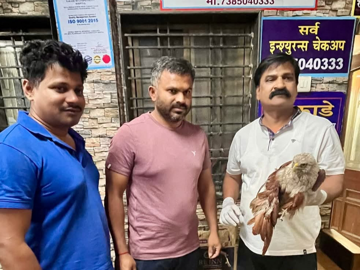 हिंगोलीत दुर्मिळ समुद्री घार पक्षावर प्राणी मित्रांकडून उपचार करून जीवदान: वन विभागाच्या केले हवाली, नैसर्गिक अधिवासात सोडले जाणार – Hingoli News हिंगोलीत दुर्मिळ समुद्री घार पक्षावर प्राणी मित्रांकडून उपचार करून जीवदान: वन विभागाच्या केले हवाली, नैसर्गिक अधिवासात सोडले जाणार – Hingoli News