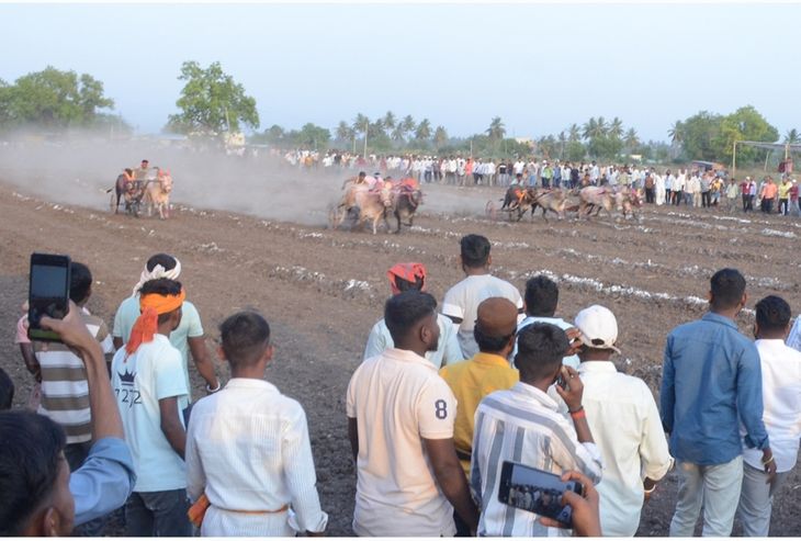 The thrill of bullock cart racing in Rahuri, Sankrapur's Pakhra won the ...