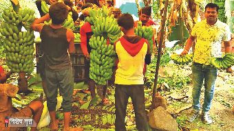 Kolhar's bananas are being sold to Iran, the price is Rs 20 per kg ...