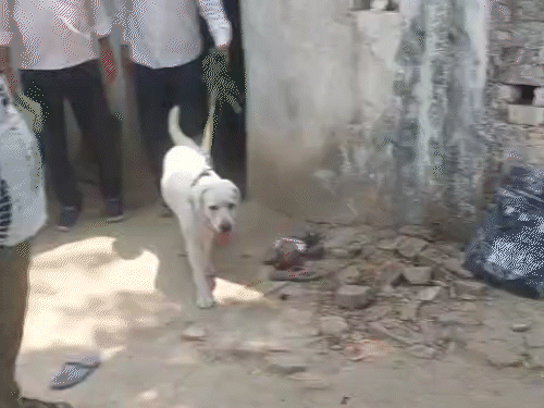 वाराणसीमध्ये दलित महिलेची हत्या:  मृतदेह बेडवर टाकून आरोपी पळून गेला, शेजाऱ्याने मृतदेह पाहिला आणि पोलिसांना बोलावले