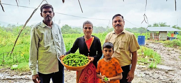 Organic yam farming flourishes on rocks in Khadakwadi