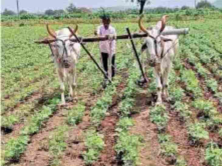 एरंडोल परिसरात पावसाची विश्रांती; कोळपणी, फवारणीच्या कामांना वेग:  सोयाबीन, कपाशी, मका आदी पिकांवर किडीचा प्रादुर्भाव‎ – Jalgaon News
