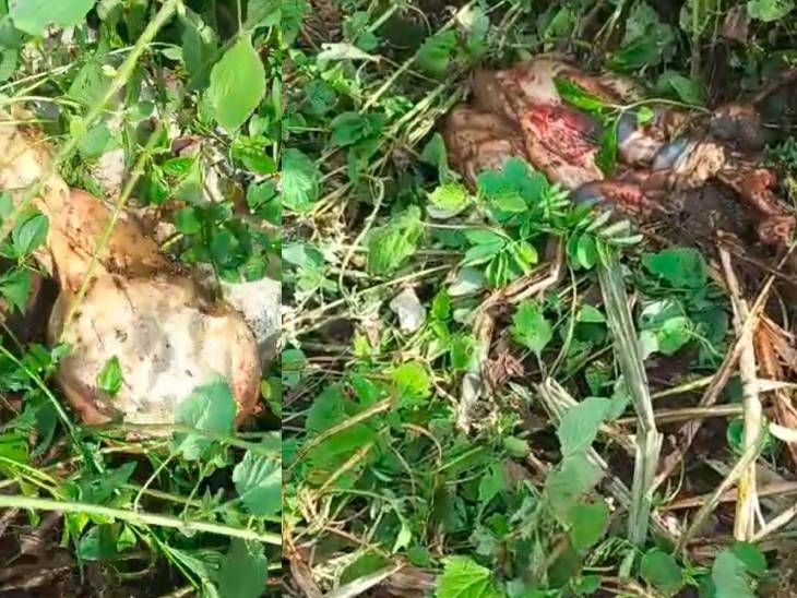 जनावरे तस्करांचा नवा फंडा उघड!:  धामणगाव शिवारात सात जनावरे कापून मांस पळवले; कुरुंदा पोलिसांचा तपास सुरू – Hingoli News