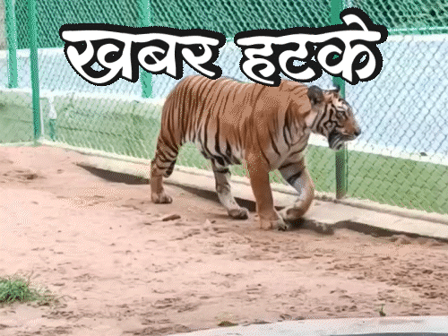 खबर हटके- चीनमध्ये विकत आहे वाघाची यूरिन:  56 किमी प्रतितास वेगाने उडणारा मासा; जाणून घ्या अशाच 5 रंजक बातम्या