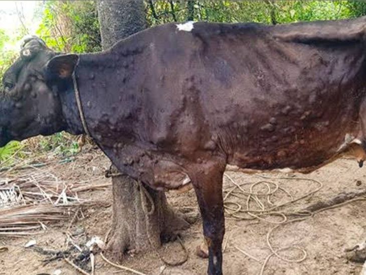 प्रदीप राजपूत यांचा रिपोर्ट:  लम्पी आजार काेराेनाएवढाच गंभीर, बाधित जनावरांना क्वारंटाइन करा – Maharashtra News