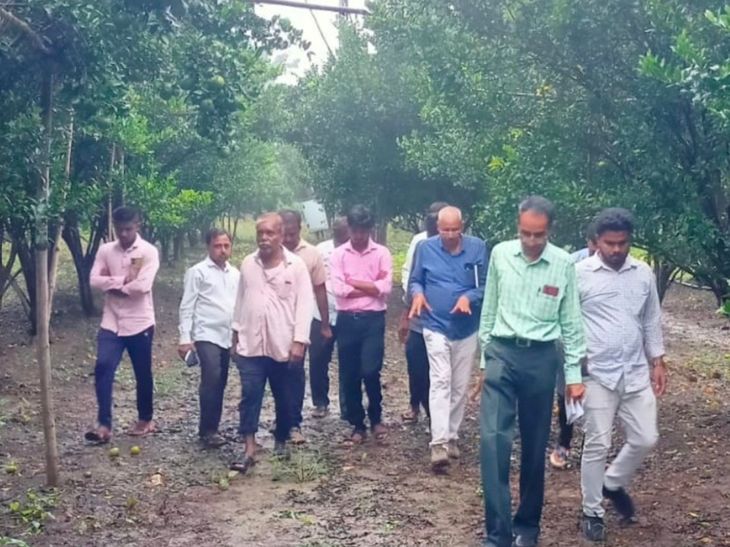 अमरावतीत अतिवृष्टीमुळे संत्रा पिकाला फटका:  40 टक्के पीक वाया, कृषी विद्यापीठाच्या तज्ज्ञांचा अहवाल – Amravati News