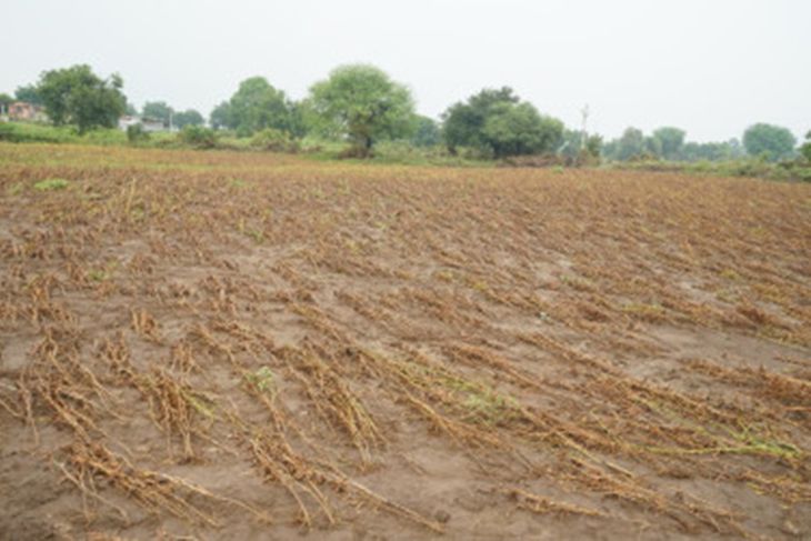 Two days of rains damage crops on 8,160 hectares, bodies of three ...