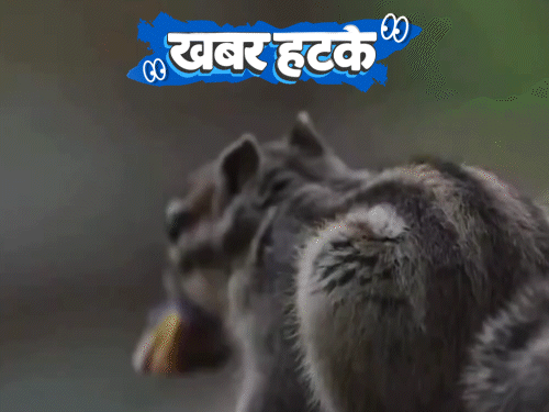 खबर हटके- मांस खातेय खारुताई, उंदिर-पक्ष्यांची केली शिकार:  अंटार्क्टिकाहून बर्फाचा डोंगर आणणार UAE; पाहा 5 रंजक बातम्या