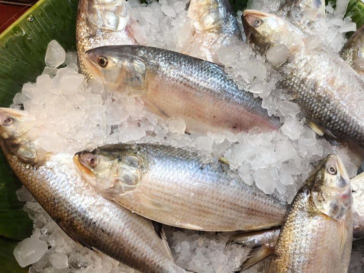 Bangladesh Deploys 17 Warships To Rescue Hilsa Fish