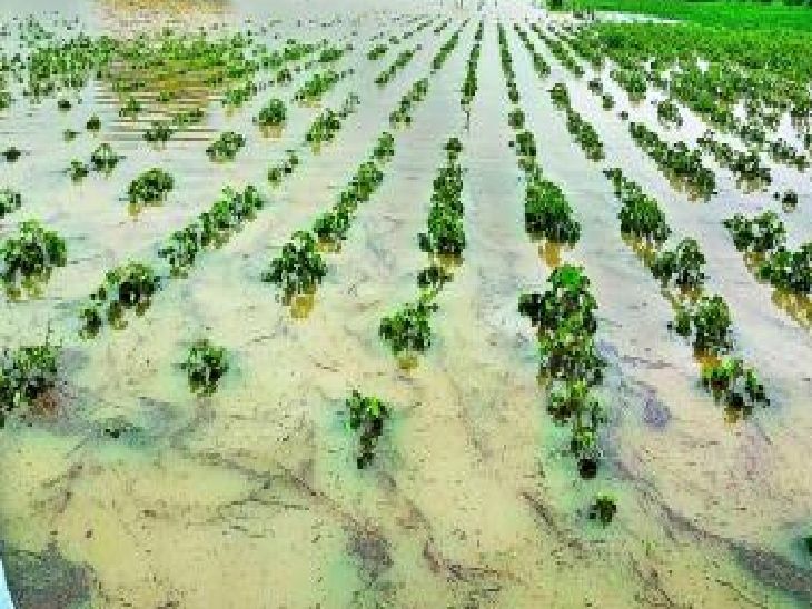 हिंगोली जिल्ह्याची सरासरी नजरी पैसेवारी 45.88 पैसे:  सर्वात कमी कळमनुरी तालुक्यात 43.96 पैसे, अतिवृष्टीमुळे पिकांना फटका बसल्याचे स्पष्ट – Hingoli News