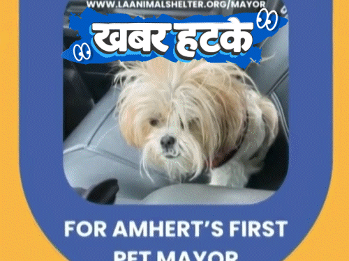 कुत्रे आणि मांजरी देखील शहराचे नेते बनतील:  अमेरिकेचे लष्करी निर्णय चॅटजीपीटी द्वारे घेतले जात आहेत; 5 मनोरंजक बातम्या