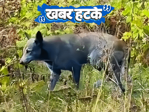 लग्नाच्या दिवशी वधू करतात स्वतःचे मुंडन:  कुत्रे अचानक निळे झाले, कारण 40 वर्षे जुना अपघात; पाहा 5 मनोरंजक बातम्या