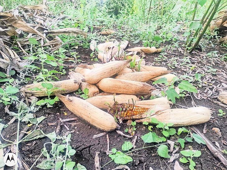 तळेगाव परिसरात सलग दोन दिवस पाऊस:  मक्याची कणसे गेली वाहून, जामनेर तालुक्यात मंगळवारी रात्री झालेल्या पावसाने पिकांचे नुकसान‎ – Jalgaon News