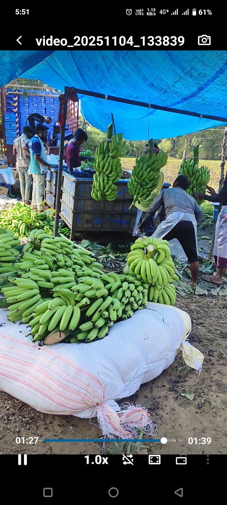 26 tons of bananas from Savaldabara directly to Iran, price 800 per ...