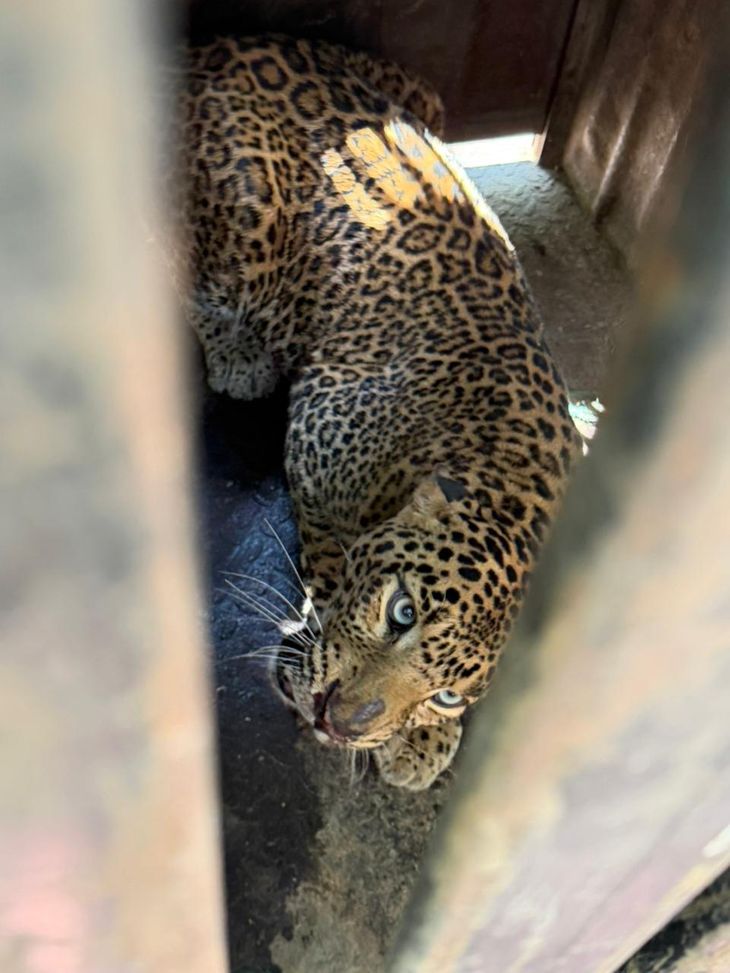 A female leopard was trapped in a cage in Pathre, when the leopard was ...