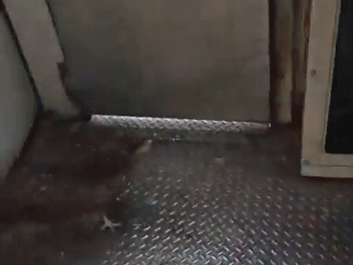 जम्मू-काश्मीरमध्ये चालत्या ट्रेनला गरुडाची धडक:  विंडस्क्रीन तुटली, लोको पायलट जखमी; गरुडाला वाचवण्यासाठी अनंतनागमध्ये ट्रेन थांबवली