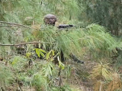 जम्मू-काश्मीरच्या कुपवाडात 2 दहशतवादी ठार:  घुसखोरी करण्याचा प्रयत्न करत होते; शोध मोहिमेदरम्यान सुरक्षा दलांवर गोळीबार केला