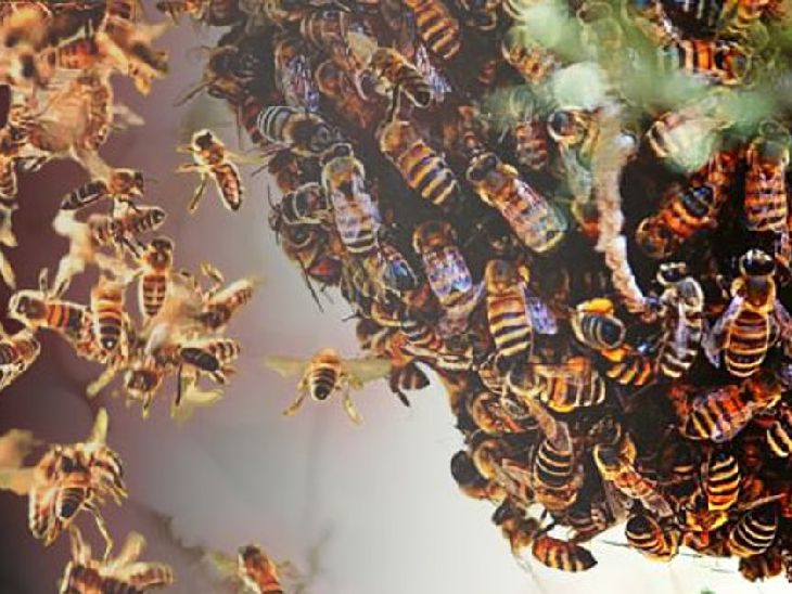 Nagpur Mental Hospital: Massive Bee Attack Injures Patients During Meal ...