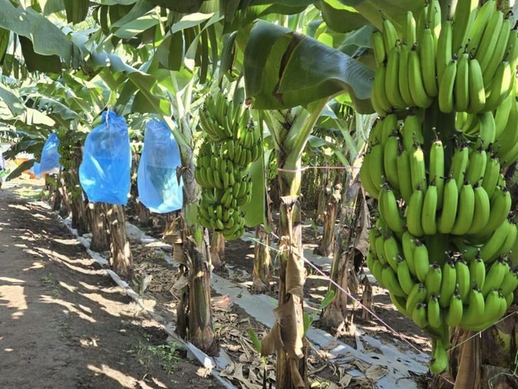 प्रगतिशील शेतकरी:  कांदा, ऊस परवडेना म्हणून केळीकडे वळले अन् इराणला निर्यात, नाशिक जिल्ह्यातील डांगसौंदानेच्या 12 शेतकऱ्यांचा 60 एकरांत यशस्वी प्रयोग – Maharashtra News