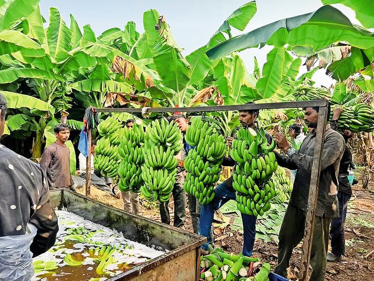 Bananas have not crossed the Rs 1,000 quintal mark in a month, and ...