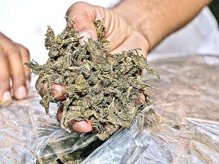 संभाजीनगरात 5 हजारांच्या हव्यासापाेटी तरुण गांजा तस्करीच्या जाळ्यात:  इंजिनिअरिंगच्या दुसऱ्या वर्षात शिकणाऱ्या मुलावर पश्चात्तापाची वेळ – Chhatrapati Sambhajinagar News