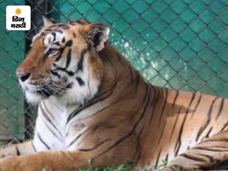 राणीच्या बागेतील रुद्र नावाच्या वाघाचाही मृत्यू:  दोन्ही वाघांच्या मृत्यूचे कारण दडपले जात आहे का? व्याघ्र प्रेमींचा संतप्त सवाल – Mumbai News