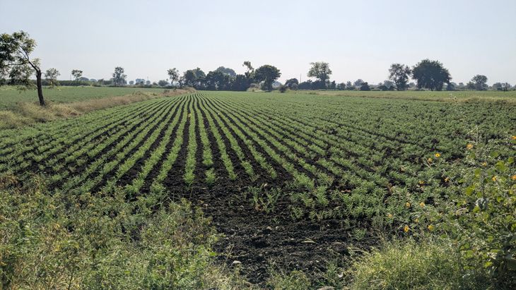 Rabi crop sowing at 80 percent; Gram crop planted the most, hope for ...