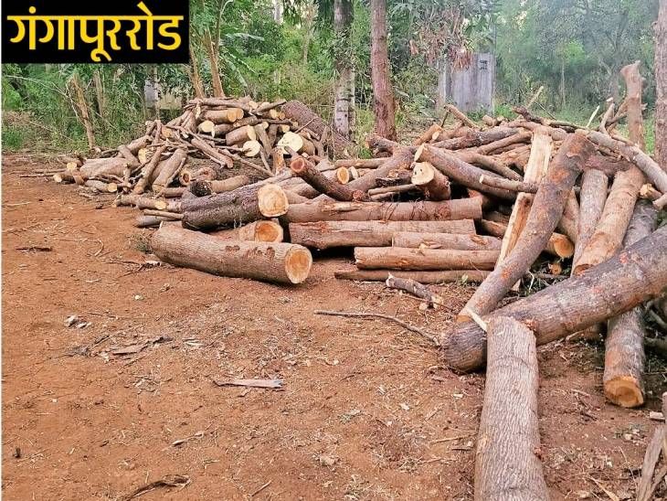Gangapur Road lost 400 trees, the very next day after Tapovan STP plant ...