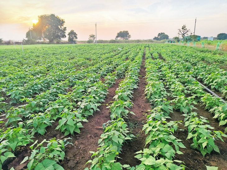 Cultivation of rajma gives a new direction to intensive farming ...