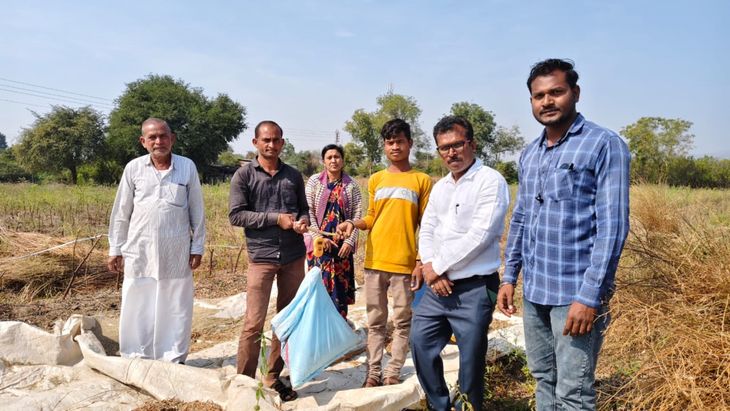 पीक विमा योजना:  तूर पीक कापणी प्रयोगाला प्रारंभ – Akola News