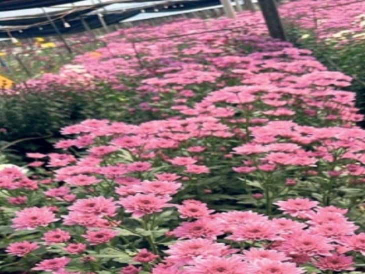 जानोरीत 200 एकरवर फुलली गुलाबाची शेती:  ‘पॉलिहाऊस”चा वापर करून गुलाब, जर्बेरा व ग्लॅडिओलस विदेशी फुलांचे उत्पादन‎ – Nashik News