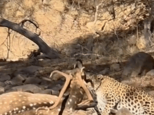 रणथंबोरमध्ये बिबट्याने चितळाला पकडले: शिकारीसाठी झुडपांमध्ये दडून बसला होता; पर्यटक रोमांचित झाले रणथंबोरमध्ये बिबट्याने चितळाला पकडले: शिकारीसाठी झुडपांमध्ये दडून बसला होता; पर्यटक रोमांचित झाले