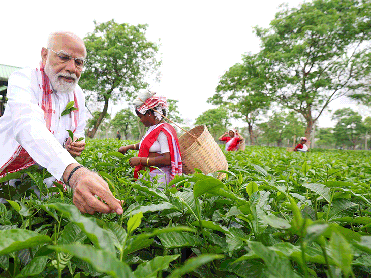 PM मोदींनी आसाममधील चहाच्या मळ्यात पाने तोडली:  महिला कामगारांसोबत सेल्फी घेतली; केरळमध्ये राहुल यांचा बसमधून प्रवास…11 फोटो