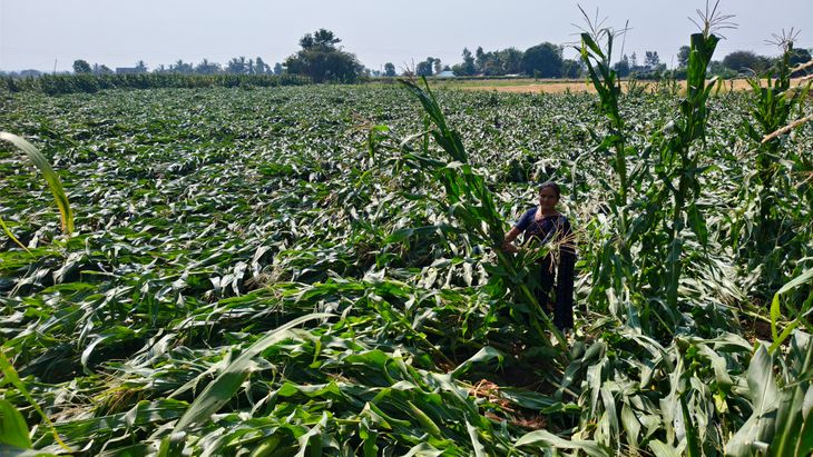 Huge damage to grape, onion, and maize crops in Niphad taluka ...