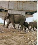 अनोखा ग्रीन कॉरिडॉर; 14 एप्रिलला मोदी करणार उद्घाटन:  210 किमी लांब दिल्ली-डेहराडून एक्सप्रेसवे, 100 च्या वेगाने धावतील वाहने, प्राणी सुरक्षित राहतील