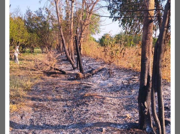 घाटलाडकी परिसरात आगीच्या दोन घटना:  संत्रा बागा जळाल्या, शेतकऱ्यांकडून नुकसानभरपाईची मागणी – Amravati News
