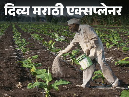 एका गोणीचा हजारो किमीचा प्रवास:  ग्लोबल मार्केट ते शेतकऱ्यांचा बांध; अकोल्यात रांगा, पण शेतकऱ्याच्या बांधावर पोहोचणारं खत नेमकं येतं कुठून?