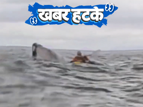 अधिकारी न मिळाल्याने चक्क भटक्या कुत्र्याला निवेदन:  व्हेलने गिळले, पण माणूस जिवंत बाहेर; गाईच्या पोटात चुंबक टाकून काढला खिळा