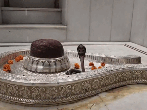 शिवलिंगाजवळ बसलेला नाग आढळला:  कुरुक्षेत्रातील संगमेश्वर धाममध्ये पुजारी आले तेव्हा फुत्कारू लागला, भाविकांची गर्दी उसळली