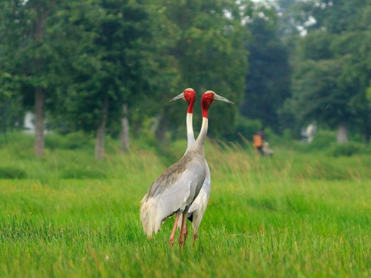गोंदिया जिल्ह्यात गणनेत 32 सारस पक्ष्यांची नोंद:  मध्य प्रदेश सीमेवर आढळले 50 सारस पक्षी – Nagpur News
