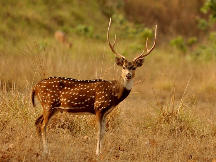 ताडोबा व्याघ्रप्रकल्पात बोमा तंत्रज्ञानाने 30 चितळांचे यशस्वी स्थलांतर:  वाघांचे क्षेत्र बदल रोखण्यास, मानव-वन्यजीव संघर्ष टाळण्यास मदत – Nagpur News