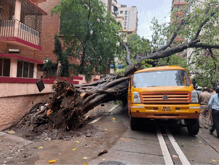 चेंबूर झाड दुर्घटना:  चौकशी समितीचा अहवाल सादर, दोषी कंत्राटदाराला 5, तर सल्लागार संस्थेला 2 लाख रुपये दंड; पालिका अधिकाऱ्यांना क्लीन चीट – Mumbai News