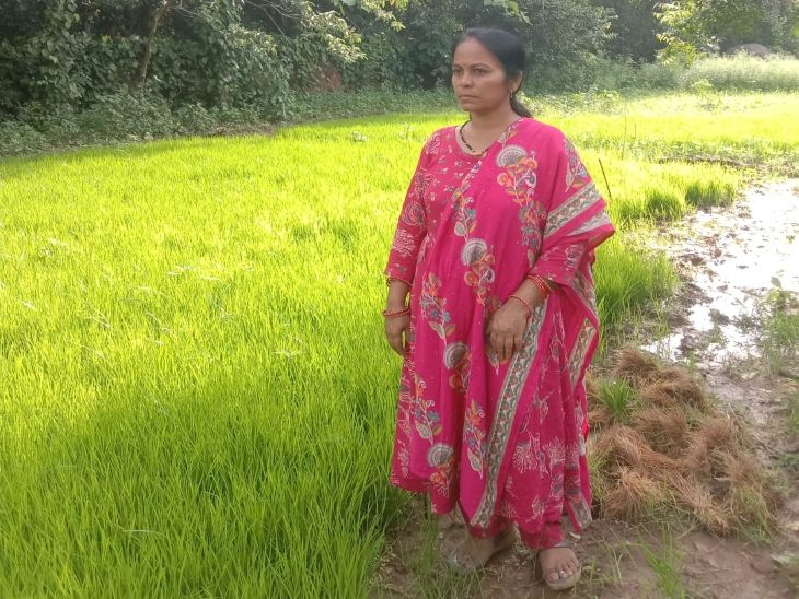 पहिली महिला शेतकरी जी लाल-काळा तांदूळ पिकवतेय:  परदेशातही मागणी, भाताच्या 65 देशी वाणांच्या बियाण्यांचे जतन, 65 चे पेटंट मिळवण्याचा प्रयत्न