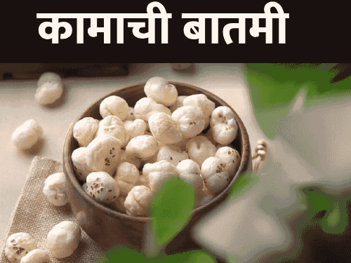 उपवासातील मुख्य खाद्यपदार्थ ‘मखाना’:याचे 10 आरोग्यदायी फायदे जाणून घ्या, प्रोटीन-फायबरनी समृद्ध; खरेदी करताना या 9 गोष्टी लक्षात ठेवा