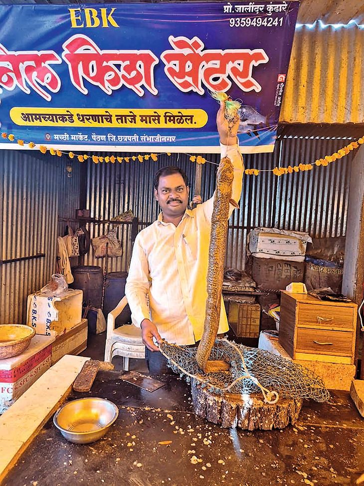 जायकवाडीत आढळला दुर्मिळ ‘आहेर’ मासा: वाम माशासारखा आकार; कातडीवरील स्रावाला औषधी गुणधर्म