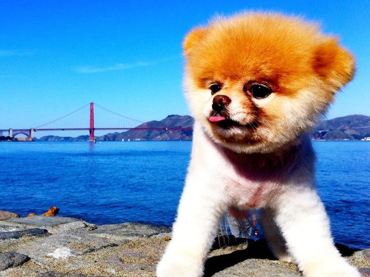 Boo, 'World's cutest dog' with 1.6 crore followers on social media ...
