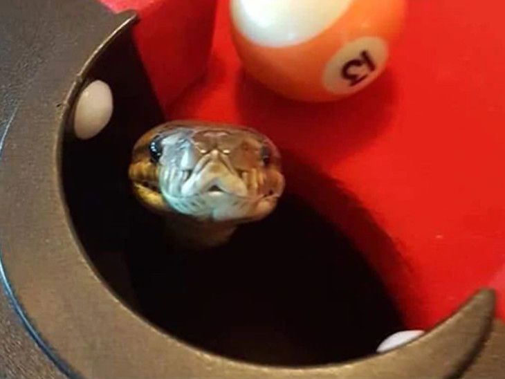 python sticks out its head from corner pocket during pool game